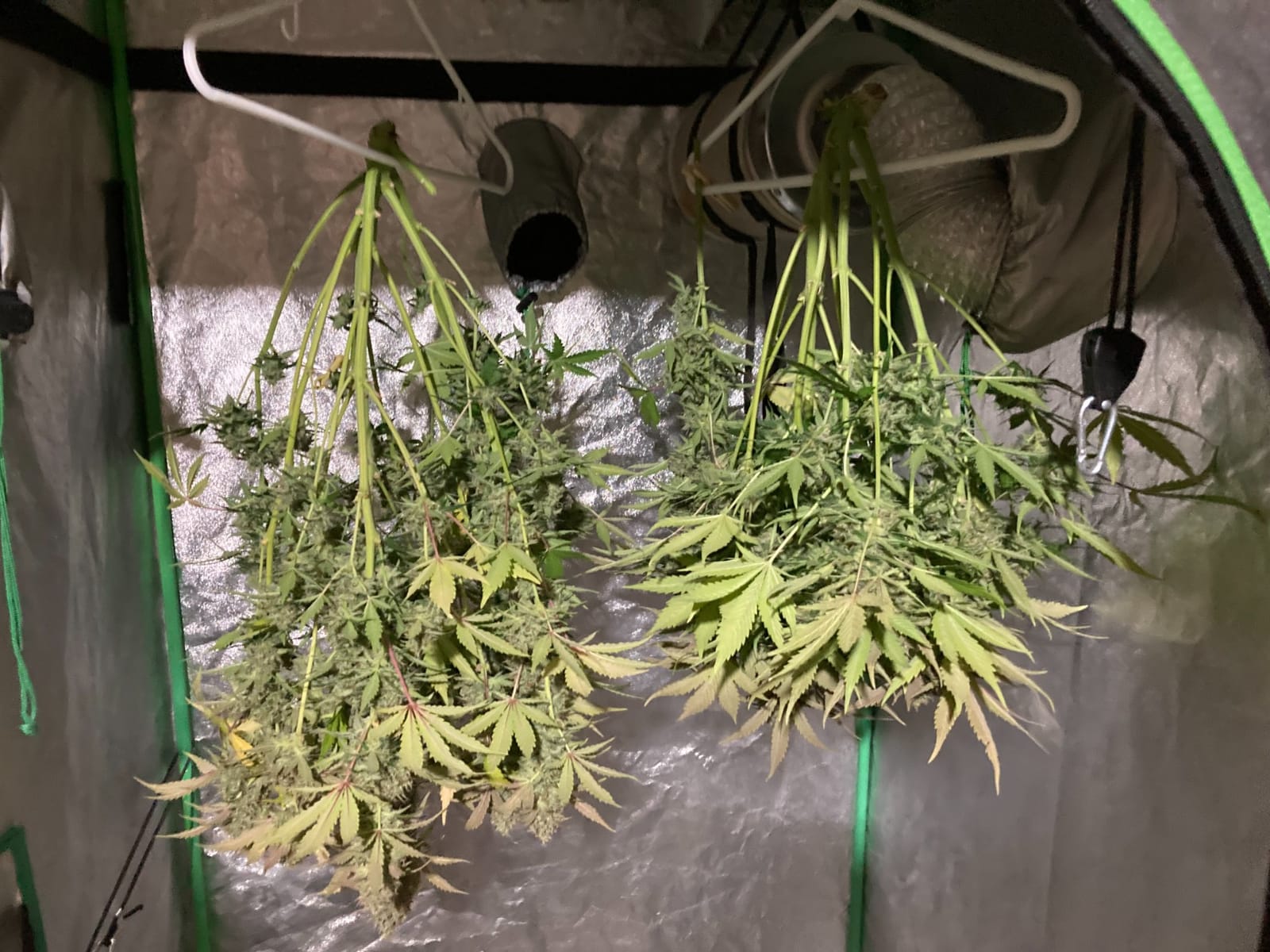 MARS HYDRO 420W TS3000 Led Grow Lights for Indoor Plants customer photo 2