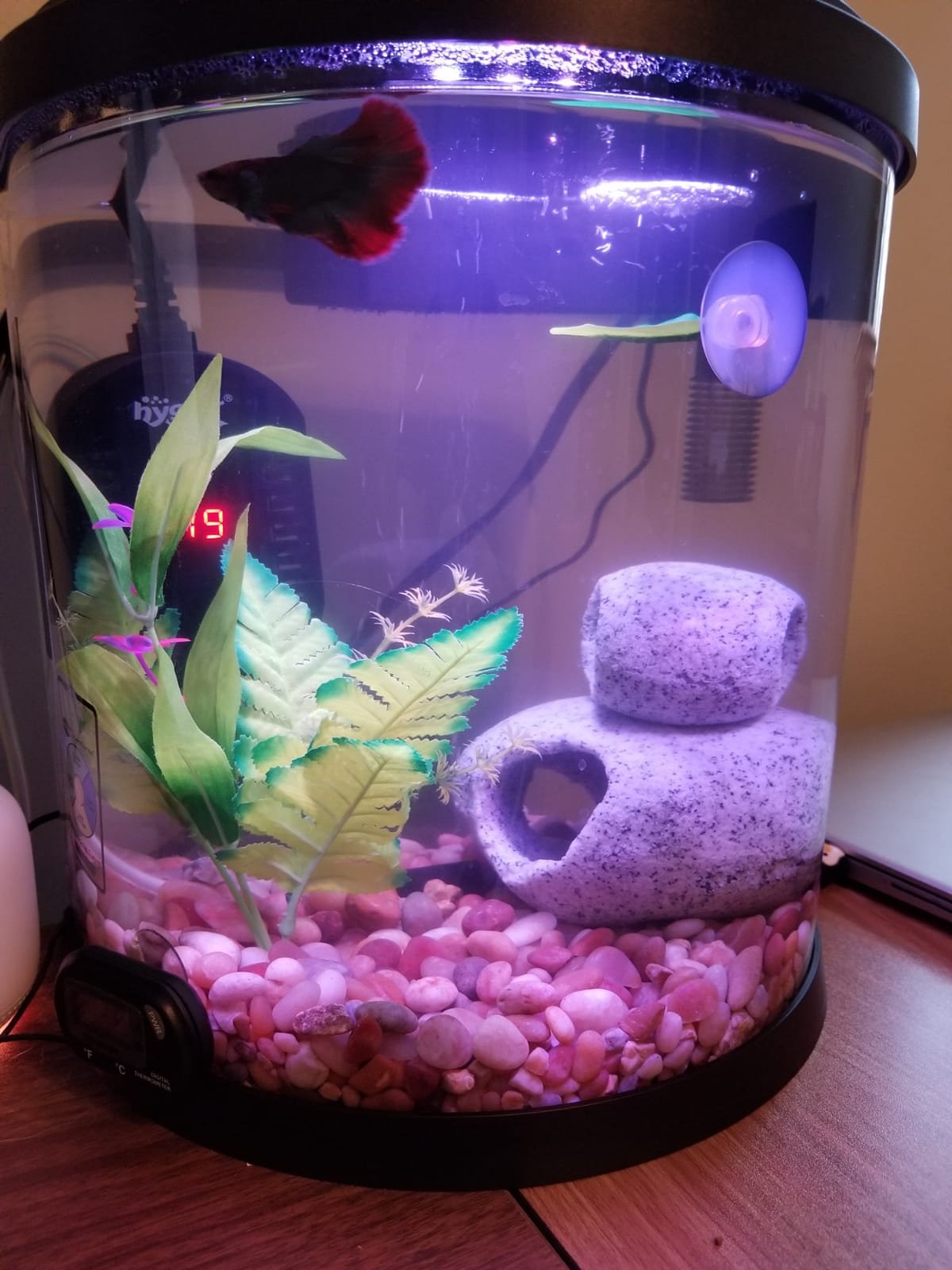 Hygger 50W Mini Submersible Digital Display Aquarium Heater for Small Fish Tank, Compact and Fast Heating Thermostat, with External Controller and Built-in Thermometer, for Betta, Turtle customer photo 1