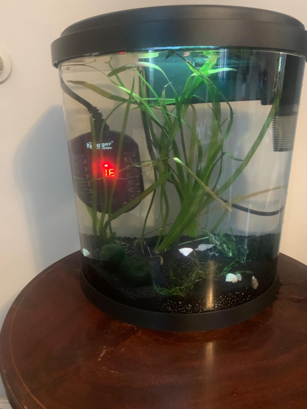 Hygger 50W Mini Submersible Digital Display Aquarium Heater for Small Fish Tank, Compact and Fast Heating Thermostat, with External Controller and Built-in Thermometer, for Betta, Turtle customer photo 2