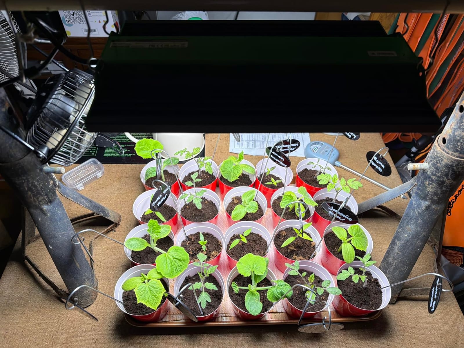 100 Watt LED Grow Light for Seed Starting Vegetables Bloom, Plant Lights customer photo 1
