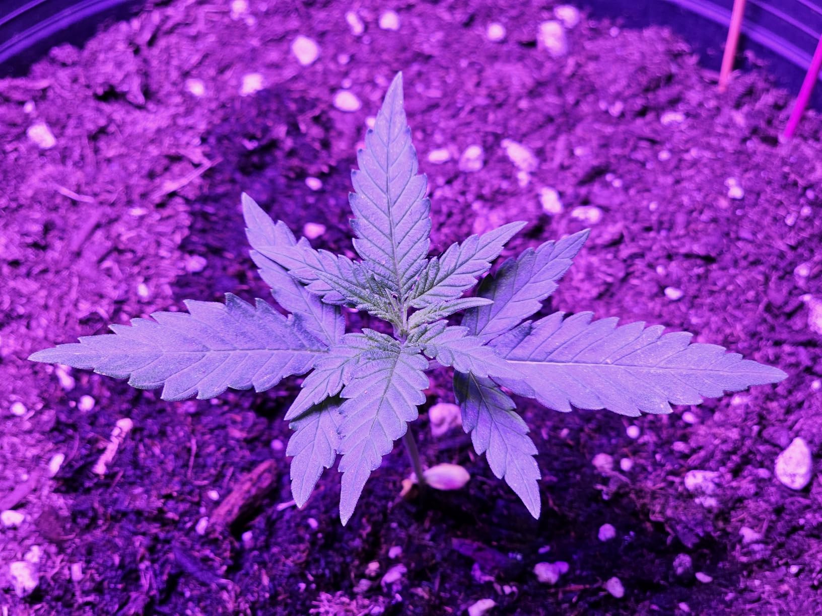 Beelux 1000w LED Grow Light for Indoor Plants Full Spectrum, Upgrade Dual Chips and Dual Switch Plant Grow Lights for Seed Starting Veg and Flower Greenhouse (Actual Power 100W=1000W HPS) customer photo 2