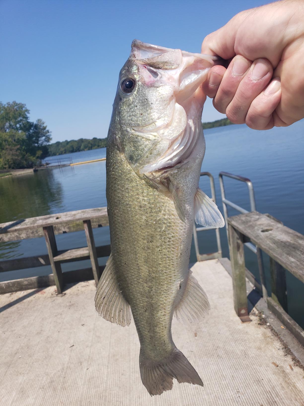 Lew's Classic Pro Speed Spool SLP Baitcast Reel customer photo 1