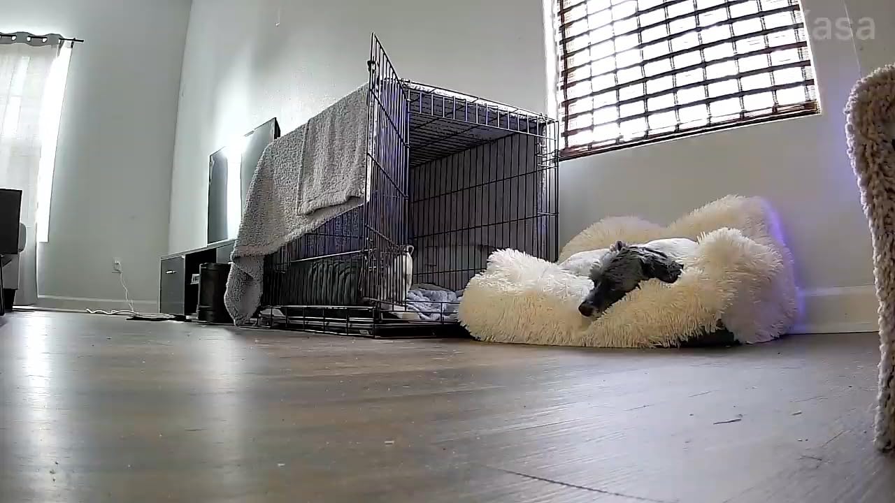 Kasa 1080p Indoor Pan/Tilt Wired Security Camera, Baby & Pet Monitor, EC70 customer photo 2