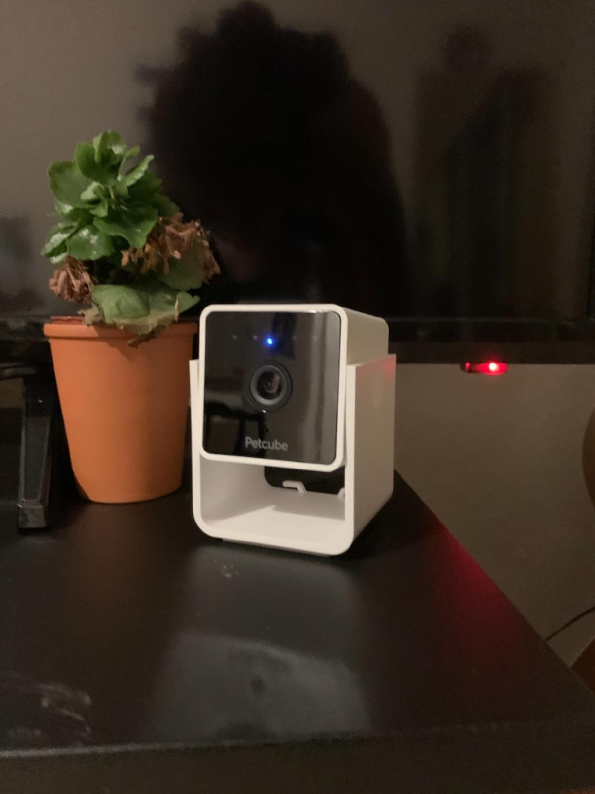 Petcube Cam (2-Pack) – Wi-Fi Pet & Security Camera with App customer photo 2