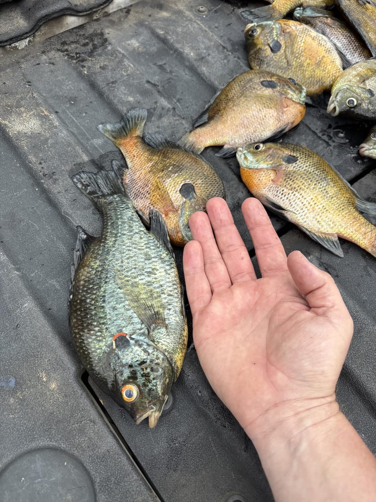 Rapala R12 Heavy-Duty Lithium Fillet Knife Combo customer photo 2