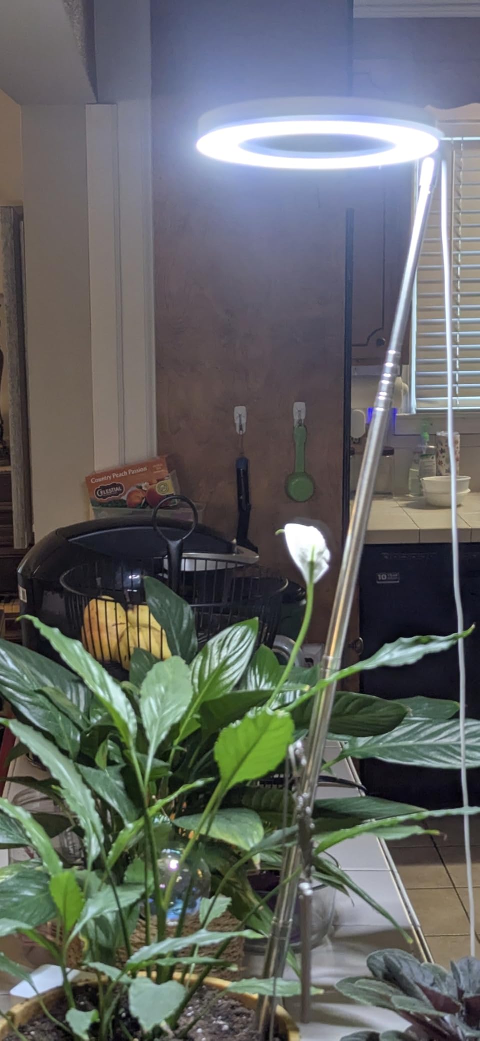 LORDEM Full Spectrum LED Grow Light for Indoor Plants customer photo 1