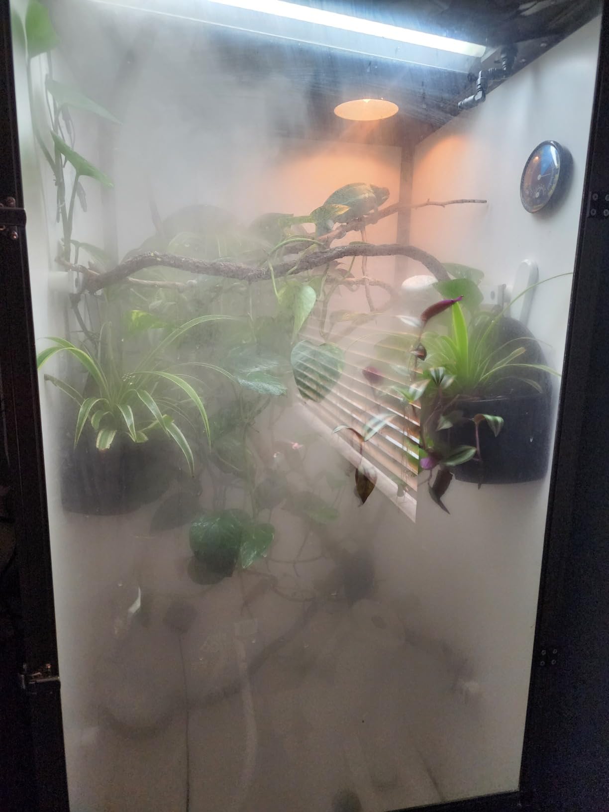 Top fill Reptile Fogger Terrariums Humidifier Fog Machine Mister with 4L Visible Large Tank & Extension Hoses, Suitable for Terrariums & Enclosures, Ideal for Reptiles/Amphibians/Herps/Vivarium/Moss customer photo 1
