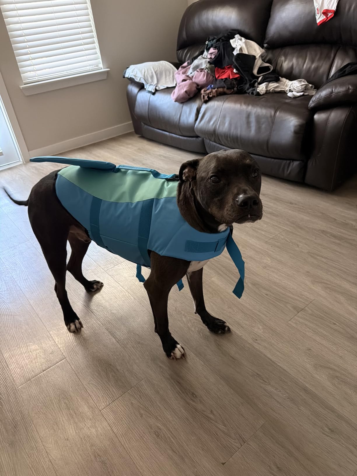 EMUST Large Dog Life Jacket, Pet Life Vests for Swimming, Small/Medium/Large Dog Flotation Vest with Rescue Handle for Water at Pool, Beach, Boating (XL,Pool Blue) customer photo 1