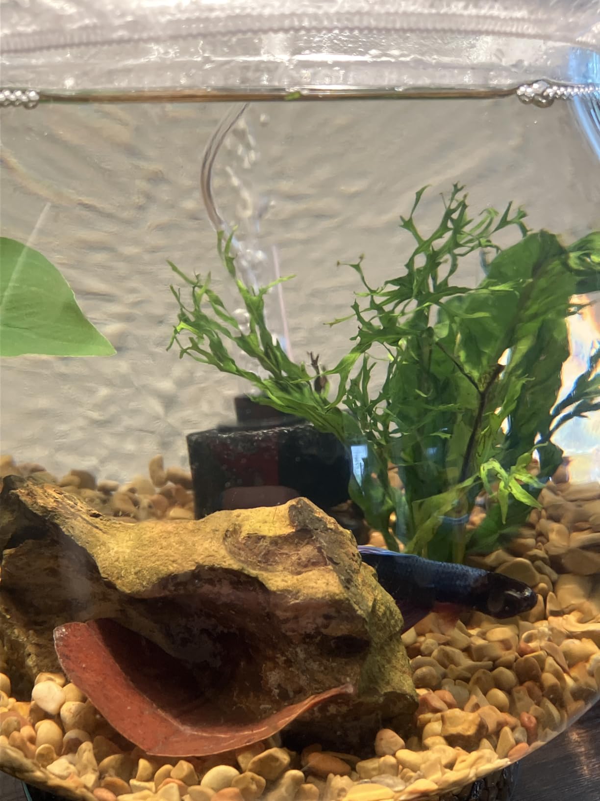 Pawfly Aquarium Sponge Filter, Small Fish Foam Filter with Tubing Suction Cup Check Valve Connector and Control Valve Accessories for Betta Fry Shrimp Tiny Fish Tank up to 10 Gallons customer photo 1