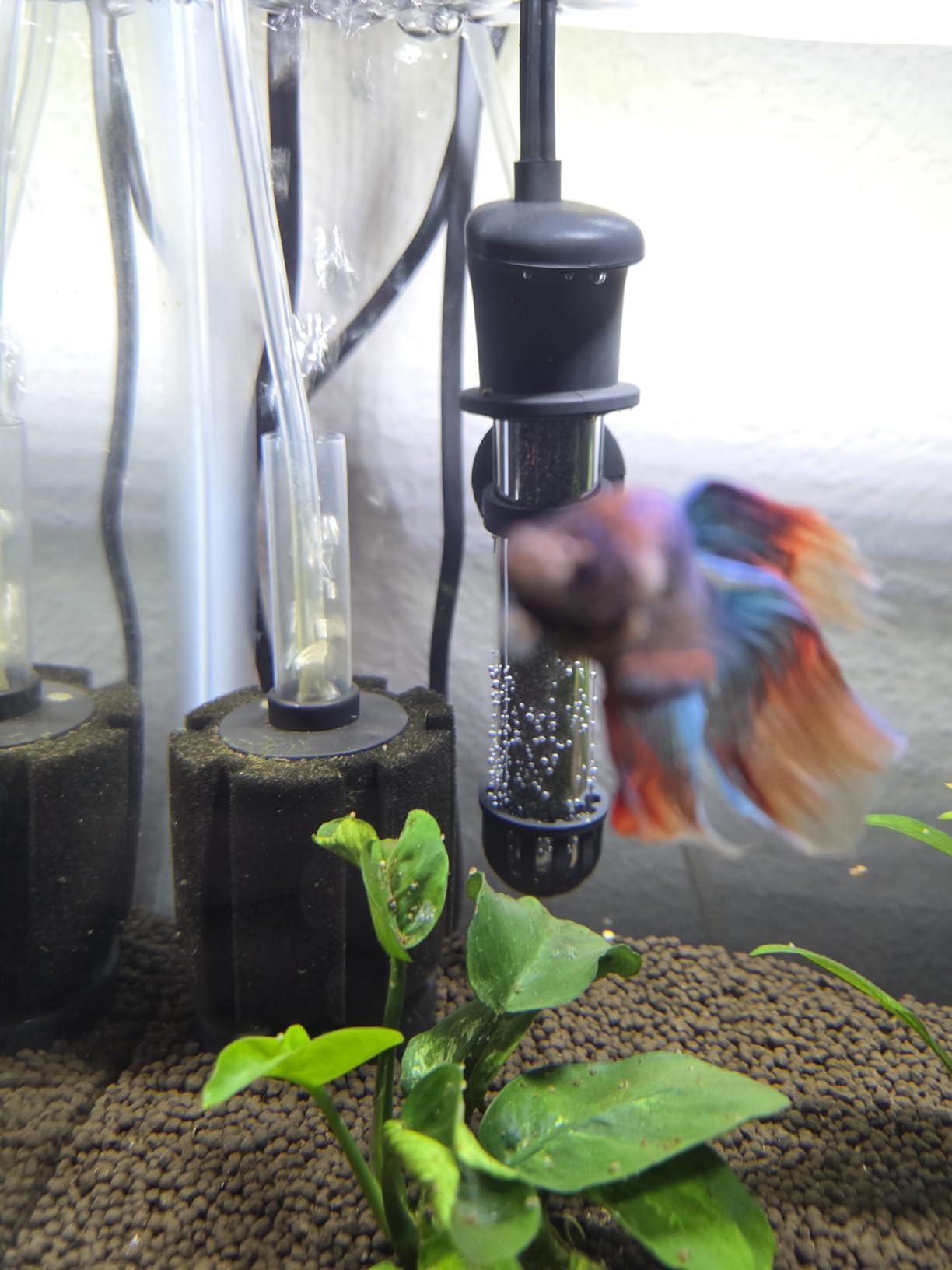Pawfly Aquarium Sponge Filter, Small Fish Foam Filter with Tubing Suction Cup Check Valve Connector and Control Valve Accessories for Betta Fry Shrimp Tiny Fish Tank up to 10 Gallons customer photo 2