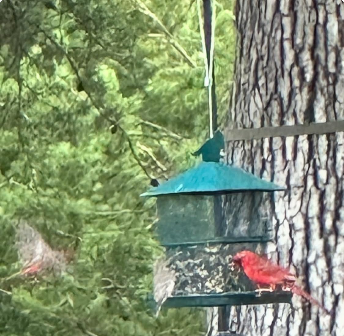 Bird Feeders for Outdoors, 6.5lb Large Capacity, Heavy Duty Metal Bird Feeder, Supports Cardinal, Finch, Blue Jay and Wild Birds(Green) customer photo 1