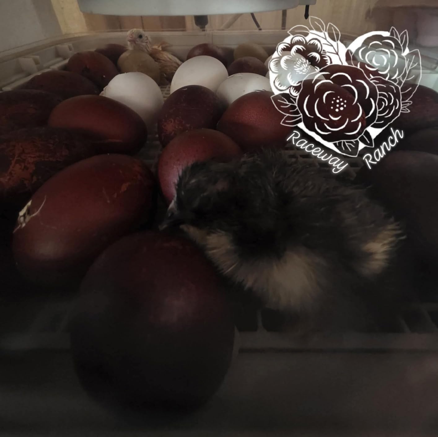 MATICOOPX 30 Egg Incubator with Humidity Display, Egg Candler, Automatic Egg Turner, for Hatching Chickens customer photo 2