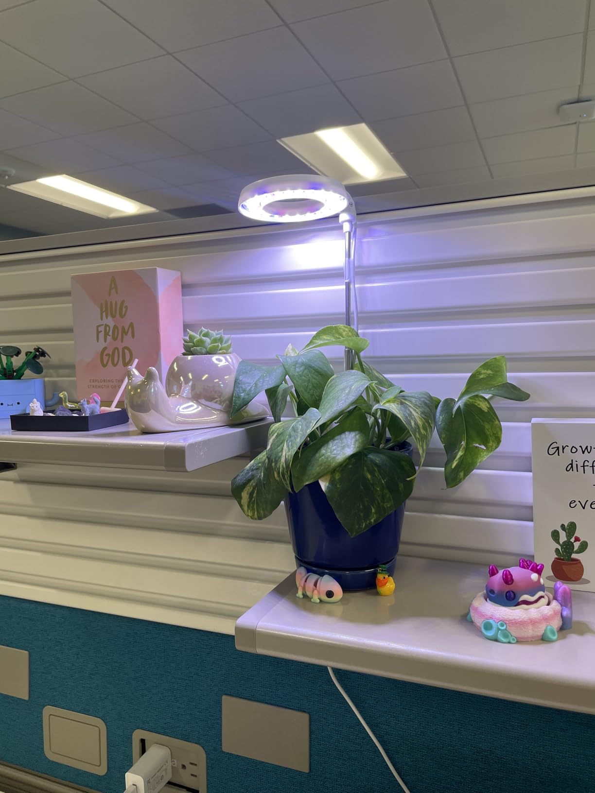 GYTF Halo Plant Grow Light, 6000K White LED Full Spectrum Growing Lamp for Indoor Plants, Succulents, Mini Bonsai, Small Plants, Height Adjustable, Dimmable & Timer 4/8/12/18Hrs customer photo 1