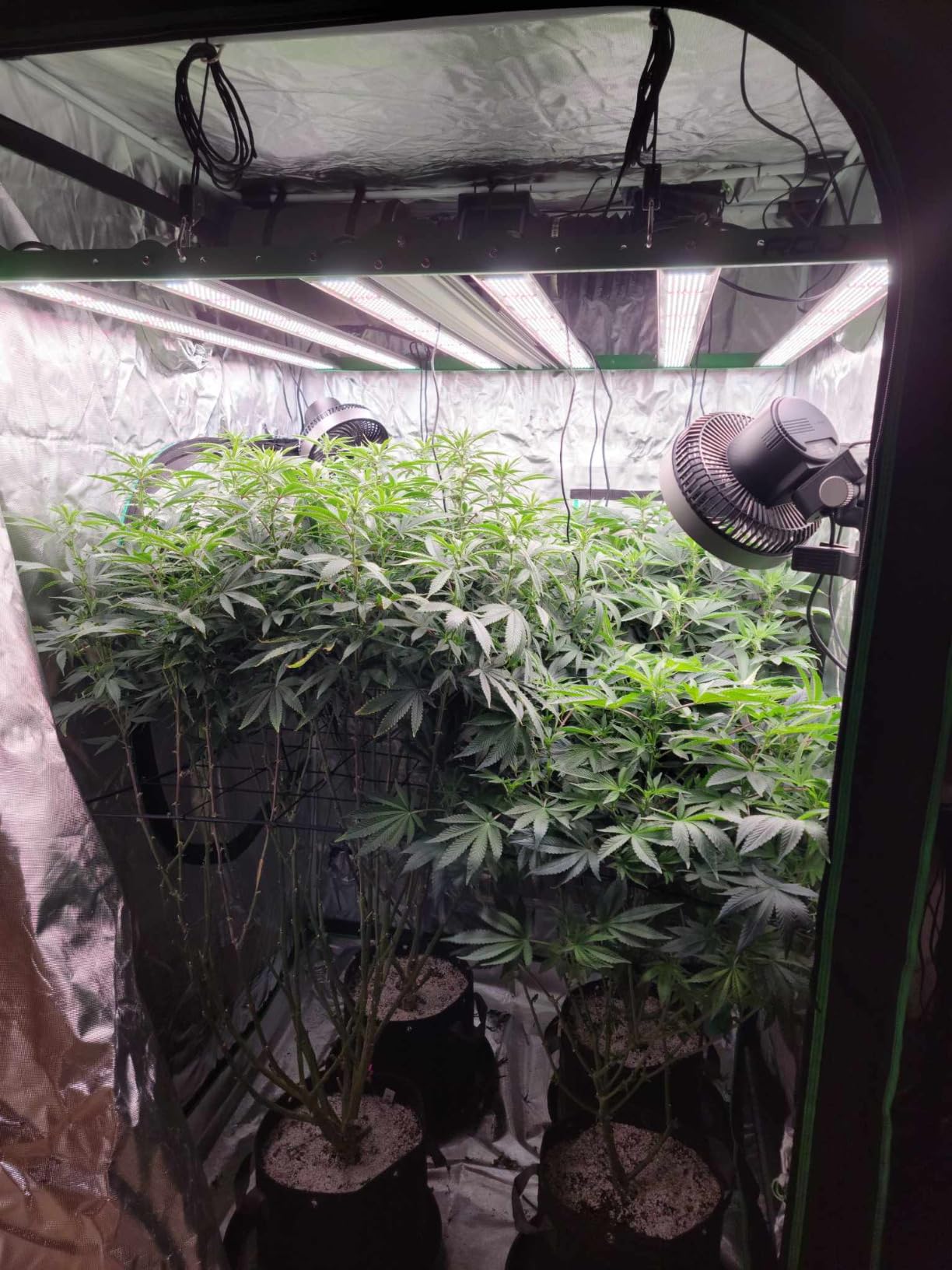RDJ Bouns LED Grow Lights for Indoor Plants, Full Spectrum 720W customer photo 2