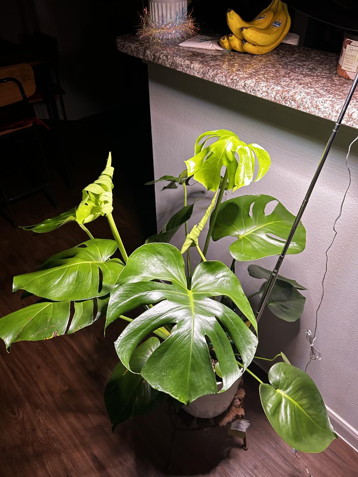 Plant Grow Light,yadoker LED Growing Light Full Spectrum for Indoor Plants,Height Adjustable, Automatic Timer, 5V Low Safe Voltage,Idea for Large Plant Light customer photo 2