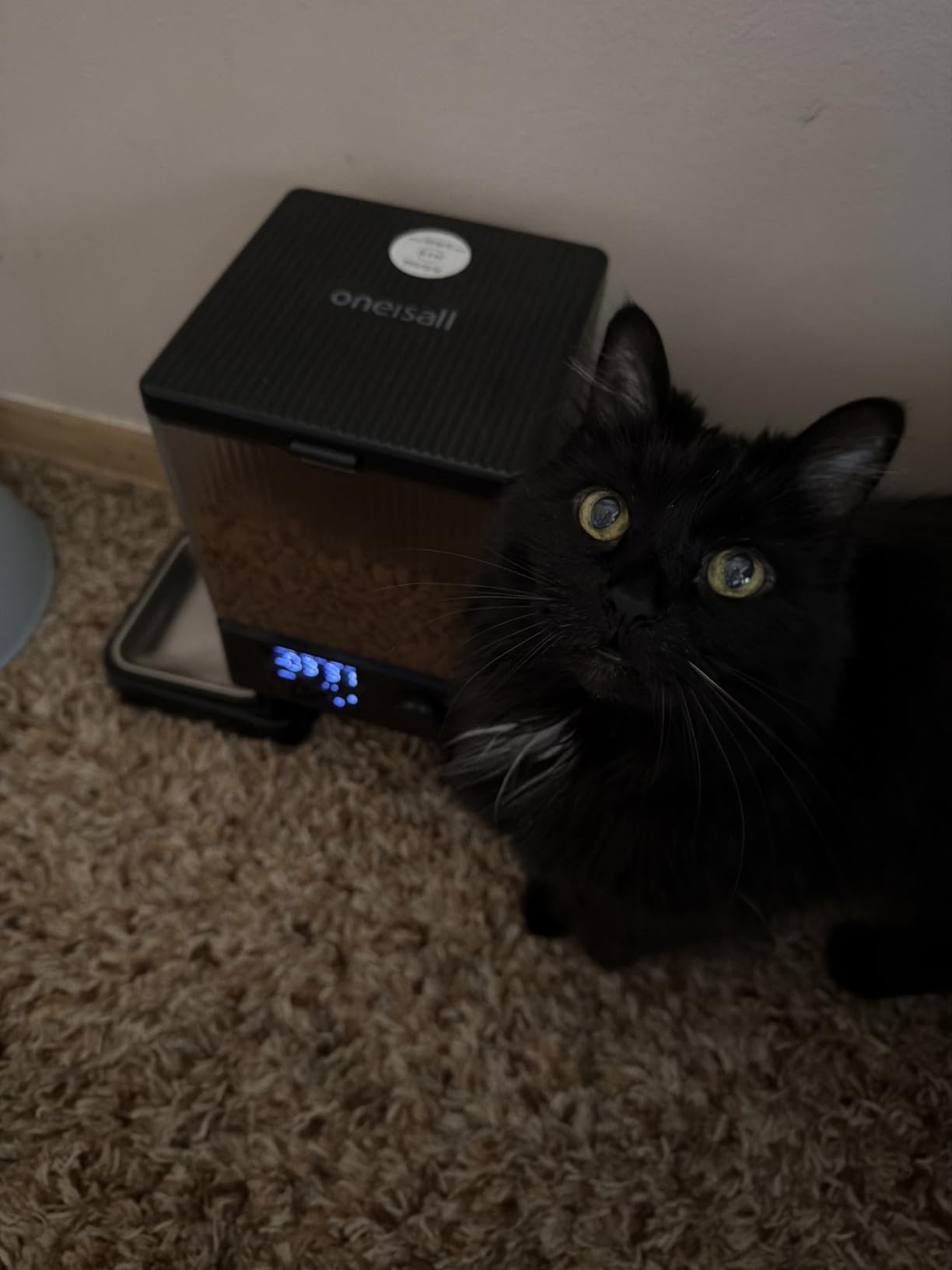 oneisall Automatic Cat Feeder for 2 Cats Pets, Timed Cat Food Dispenser | 20 Cups/5L, Prevent Fighting, Precise Portion, Balanced Dispense, Non-Slip & Stable, Voice Recorder, Stainless Steel Bowls customer photo 1