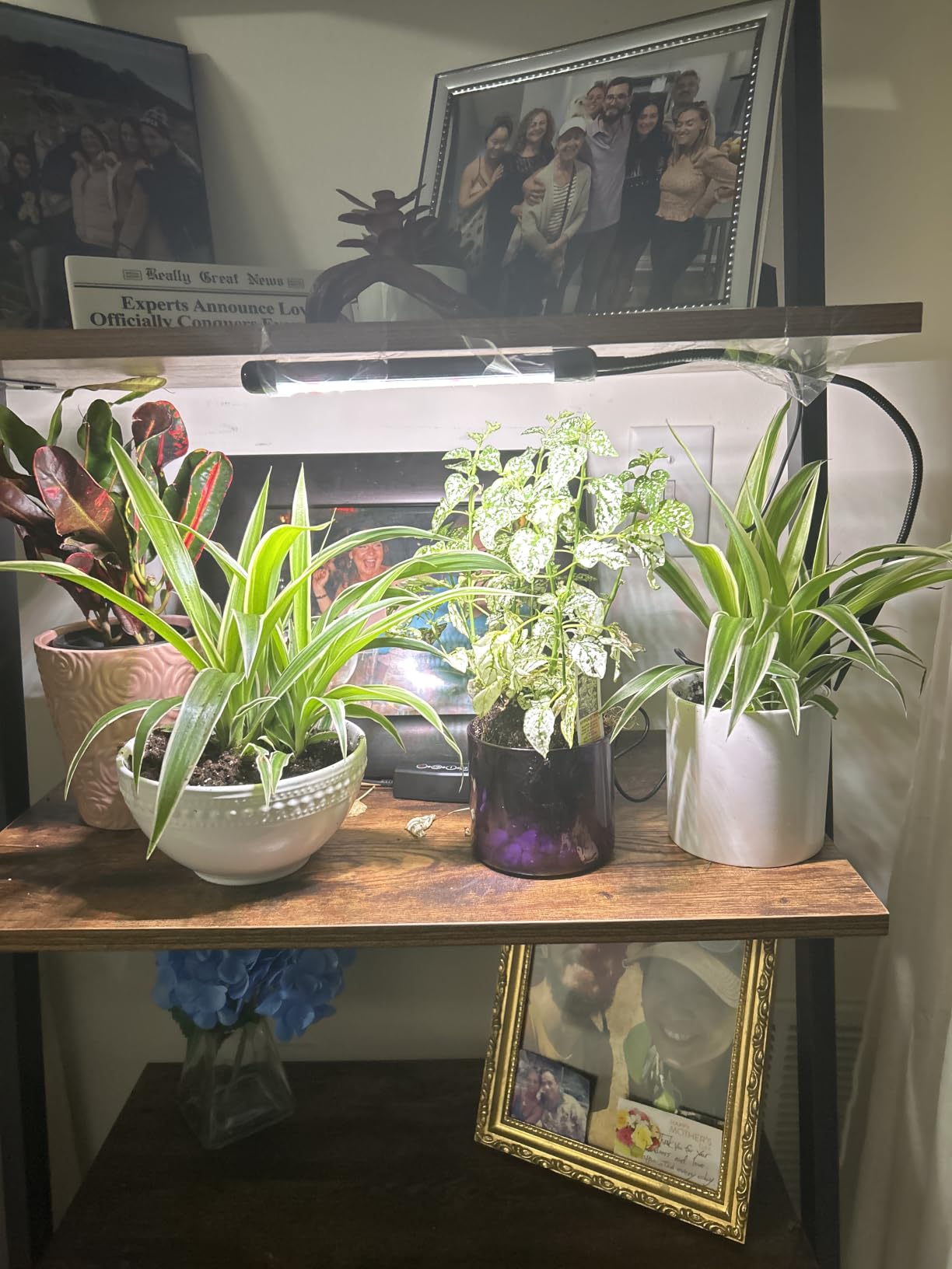 Grow Light for Indoor Plants Growing, 6000K Full Spectrum Gooseneck Plant Lamp for Seedings Succulents Small Plants, Auto On/Off Timing & 5 Dimming, 2-Pack customer photo 2