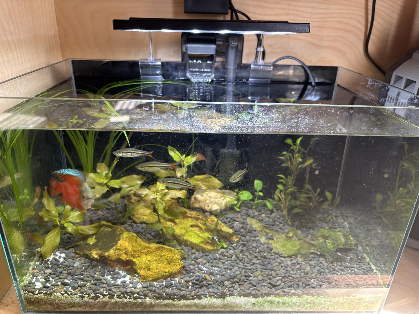 NICREW Slim Aquarium Filter, Quiet Fish Tank HOB Filters for up to 5 Gallon Aquariums, Adjustable Flow, 42 GPH, 3W customer photo 1