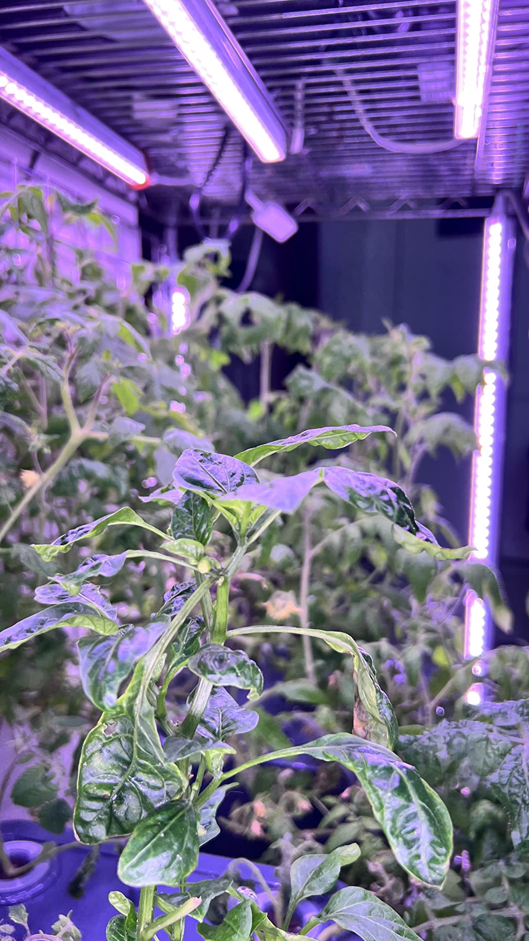 Barrina T5 LED Grow Lights, 5W 1FT, Linkable Plant Lights, Yellow, 8 Packs customer photo 1