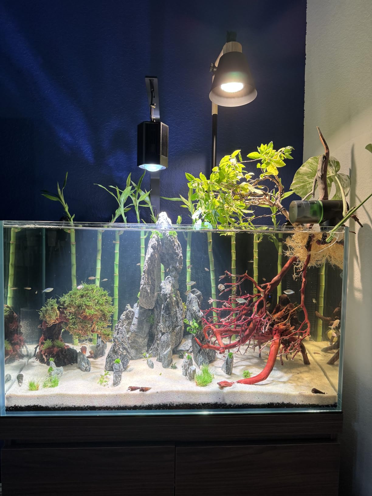 HMVPL Grow Lights for Indoor Plants Full Spectrum, Plant Lights for Indoor Growing with 20W COB Grow Light Blub, 4/8/12H Timer, Standing Tall Grow Lamp for Middle Large Plants(75'', Height Adjustable) customer photo 1