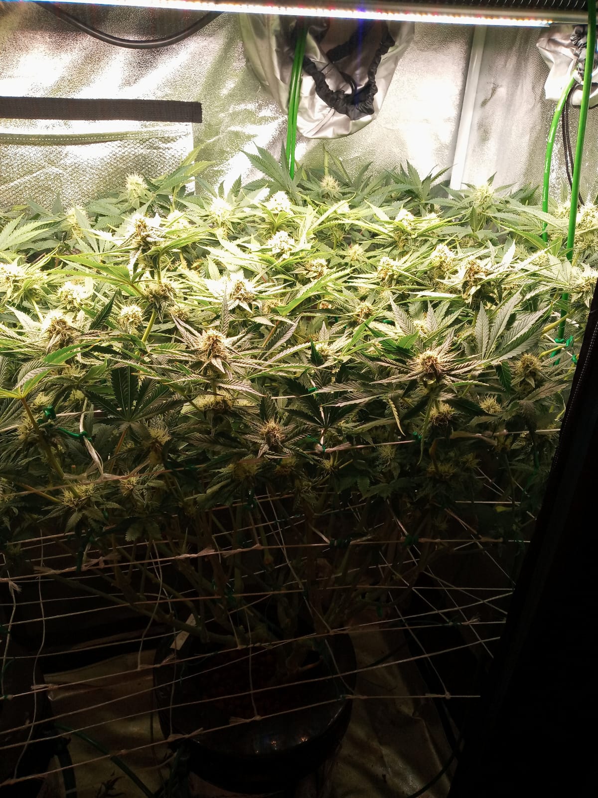 MARS HYDRO SP3000 Grow Light Dimmable Full Spectrum 2x4 customer photo 1
