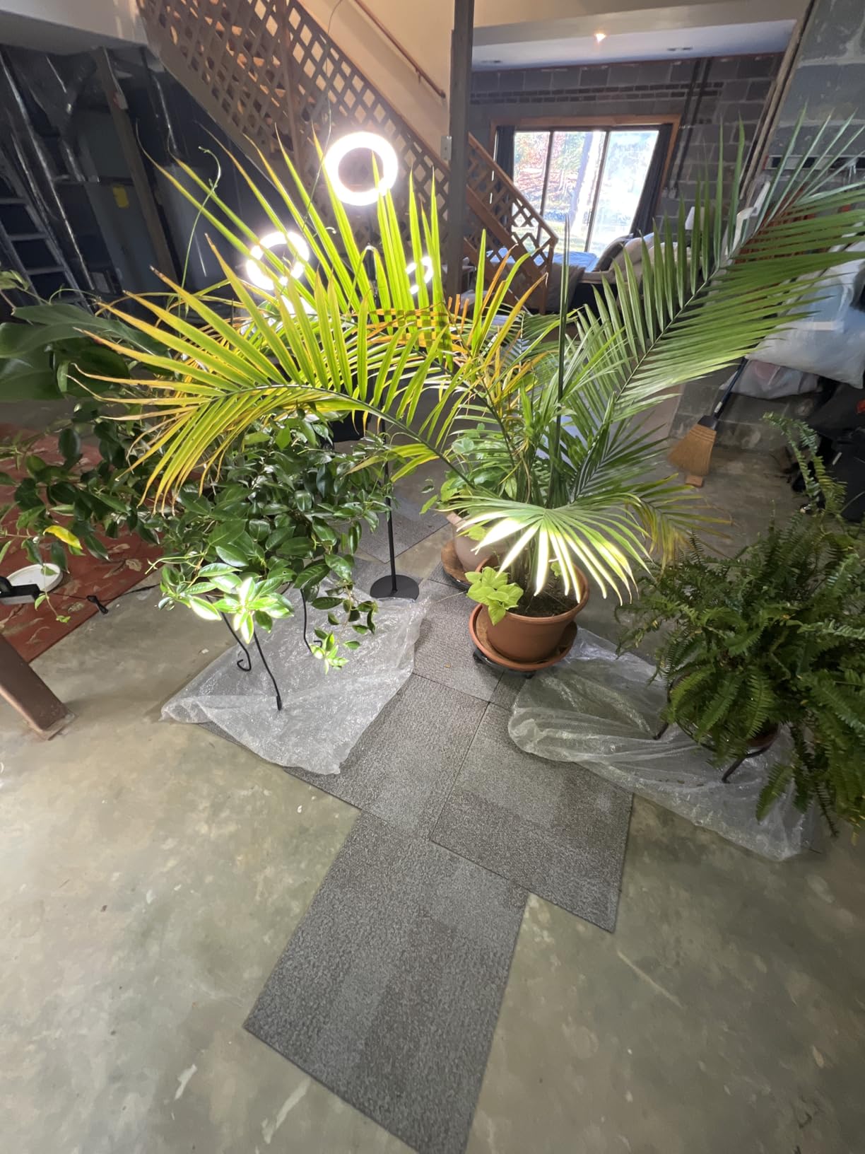 Garpsen Grow Lights for Indoor Plants, Full Spectrum with Stand, 80 LEDs customer photo 1