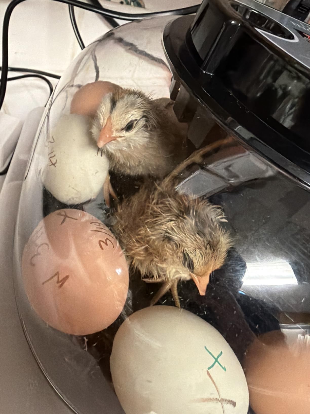 Incubators for Hatching Eggs, Chicken Waterer Cups, Automatic Egg Turner Holds 12 Eggs, Smart Incubator 360° Clear Window with Temperature Display Egg Candler for Small Poultry Chickens Ducks Quails customer photo 2