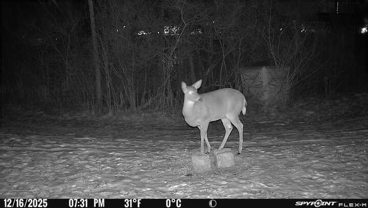 SPYPOINT Flex-M Twin, Cellular Trail Camera, Night Vision, Free Photo Plan customer photo 1