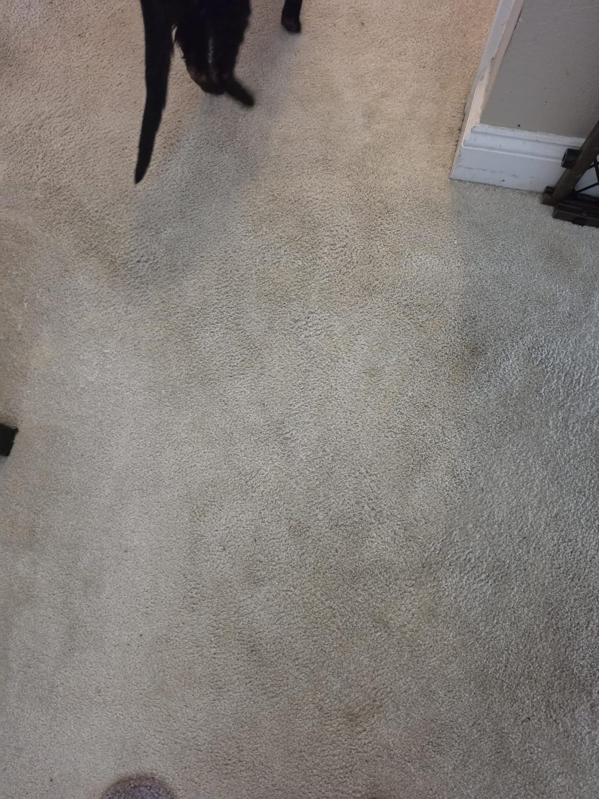 BISSELL Little Green Max Pet SmartMix Carpet Cleaner, 38572 customer photo 2