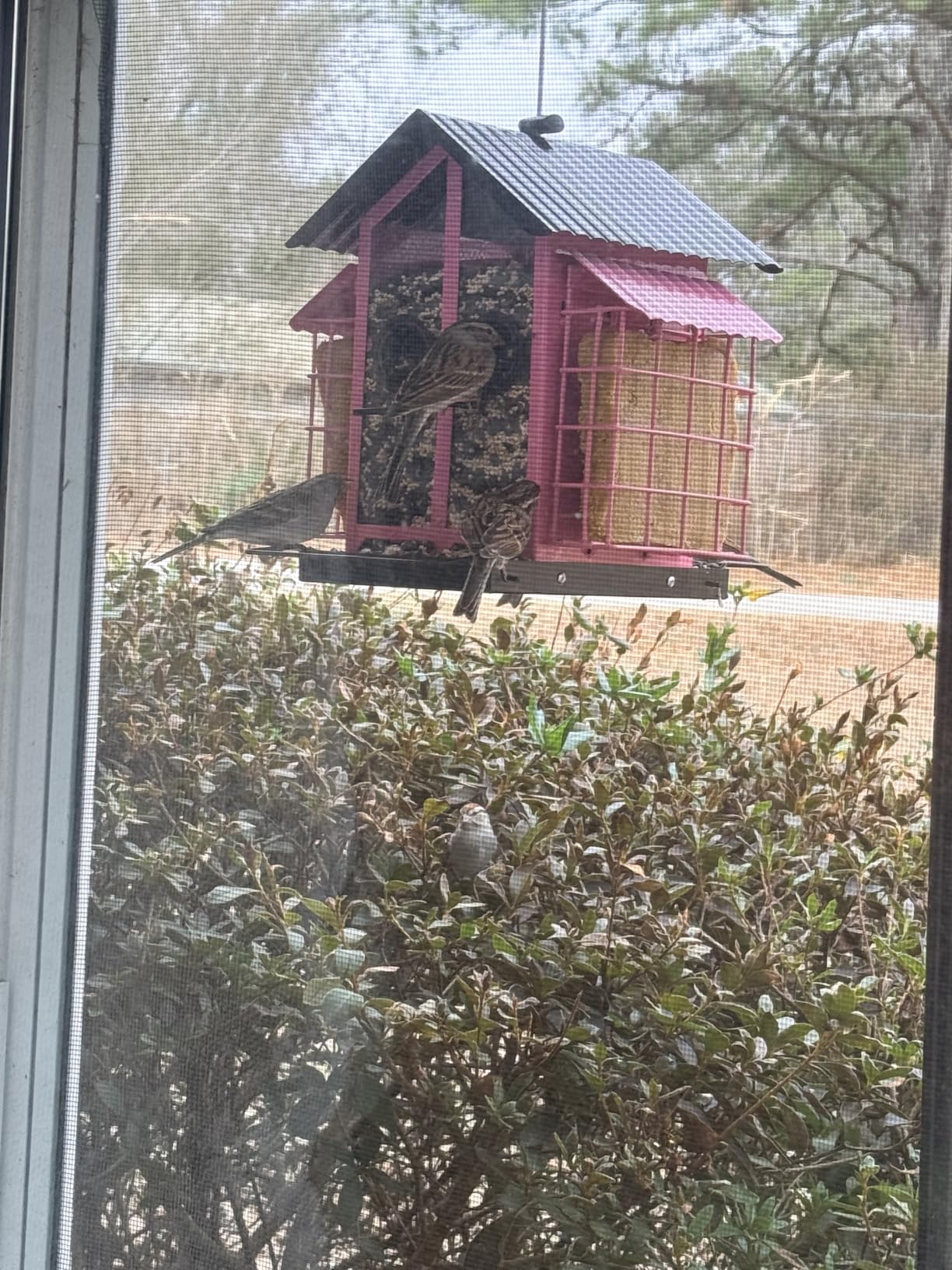 FlowaFoli Bird Feeders for Outdoors, Metal Bird Feeder with Double Suet Cage Weatherproof Metal Roof, 2 in 1 Mixed Seeds Suet Feeder, 4Lbs Large Capacity, Great for Finch、Cardinal、Chickadee（Brown） customer photo 1
