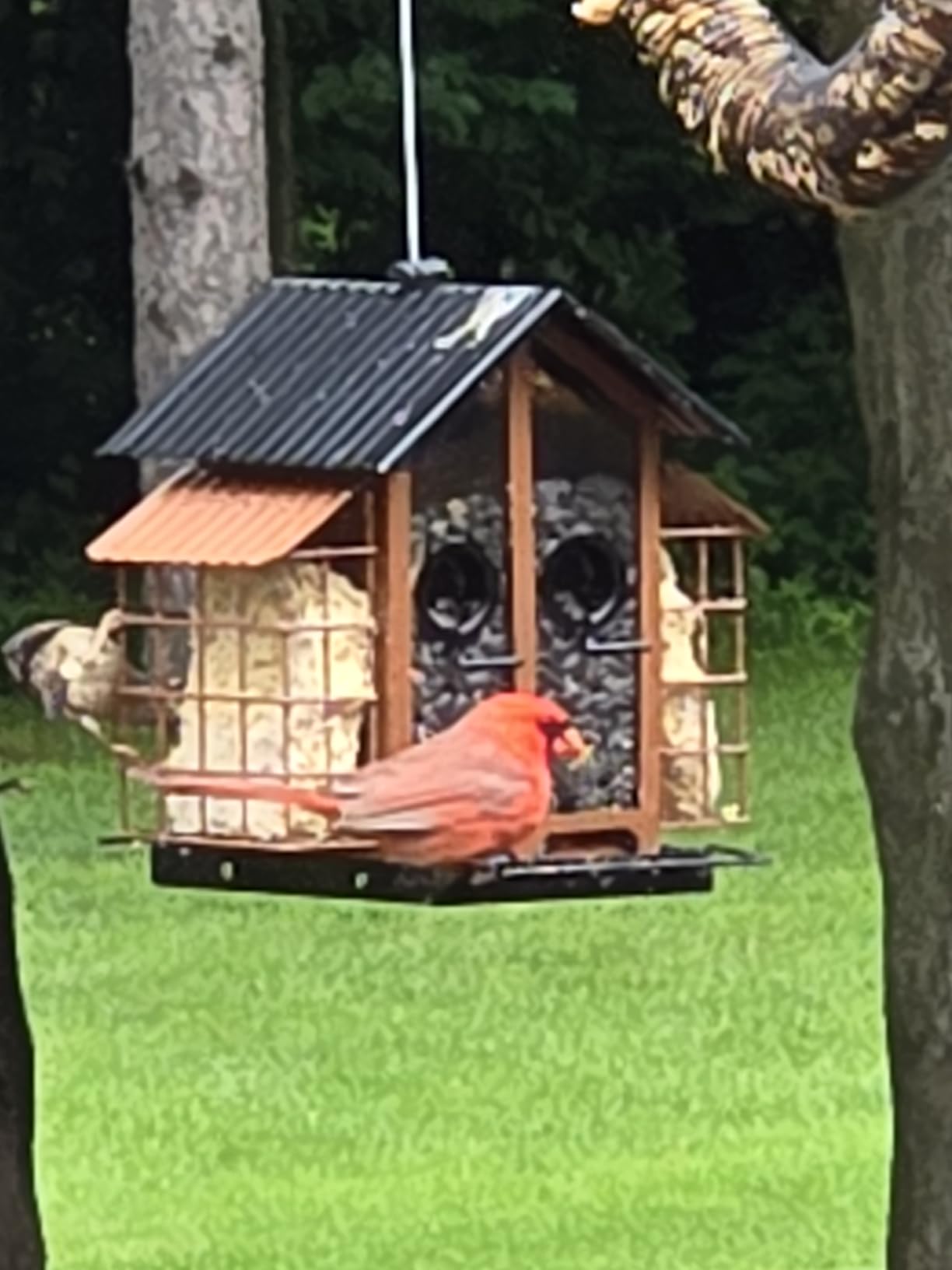 FlowaFoli Bird Feeders for Outdoors, Metal Bird Feeder with Double Suet Cage Weatherproof Metal Roof, 2 in 1 Mixed Seeds Suet Feeder, 4Lbs Large Capacity, Great for Finch、Cardinal、Chickadee（Brown） customer photo 2