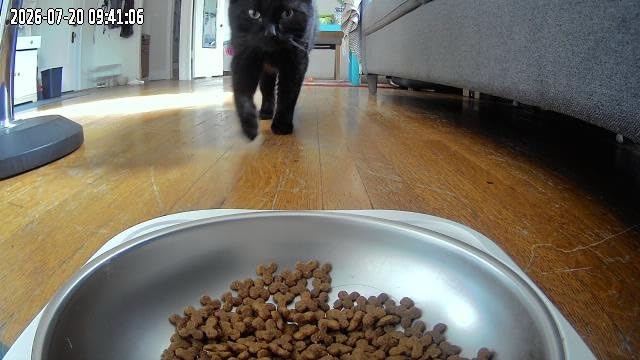 Frienhund Automatic Cat Feeder with 2K Camera: 5G WiFi Automatic Dog Feeder with Night Vision, Cat Food Dispenser with 7L Large Food Storage Container for Multiple Pet, Detachable for Easy Clean -29 Cup customer photo 2