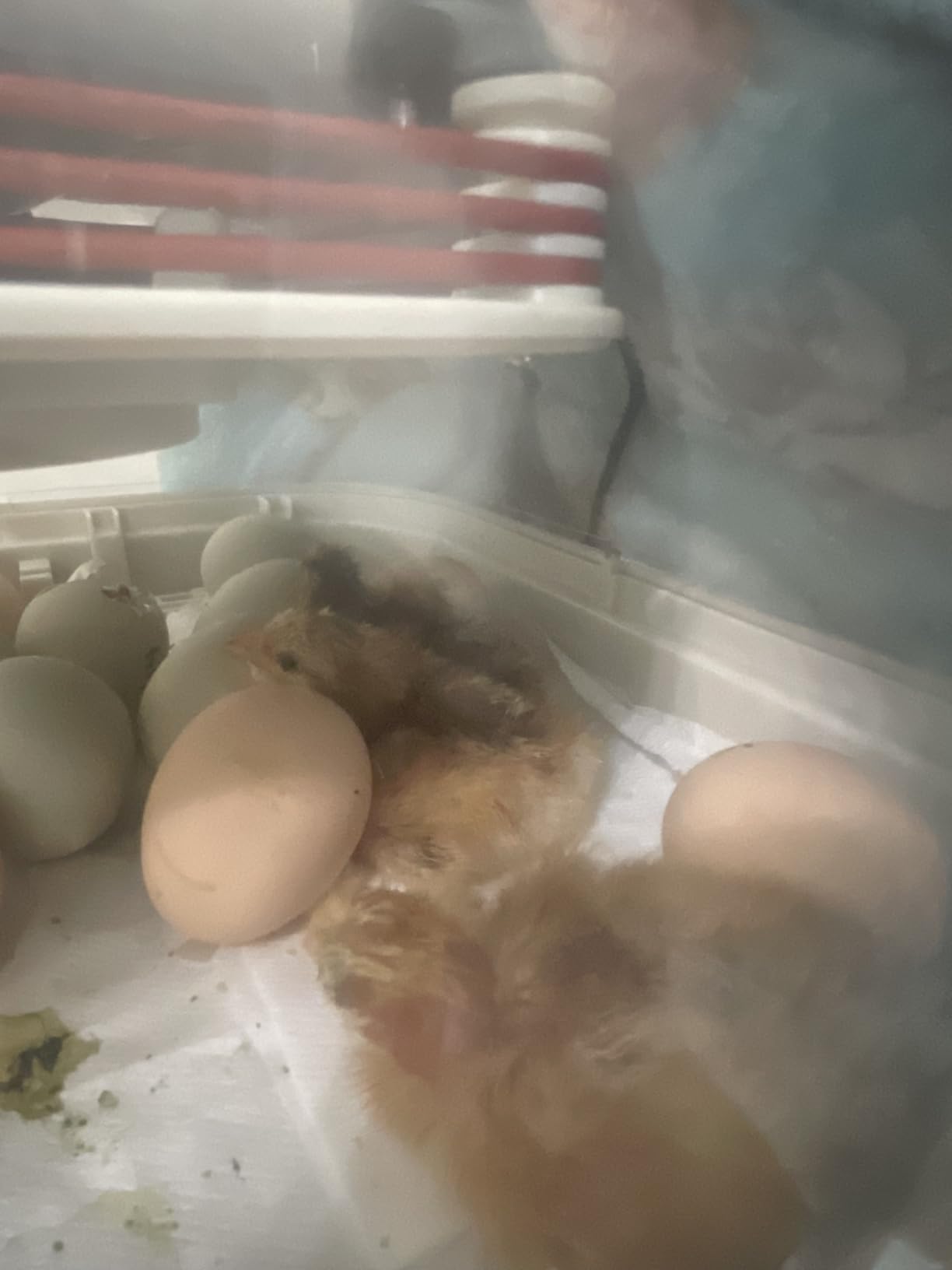 MATICOOPX 20 Egg Incubator with Humidity Display, Egg Candler, Automatic Egg Turner, for Hatching Chickens customer photo 1