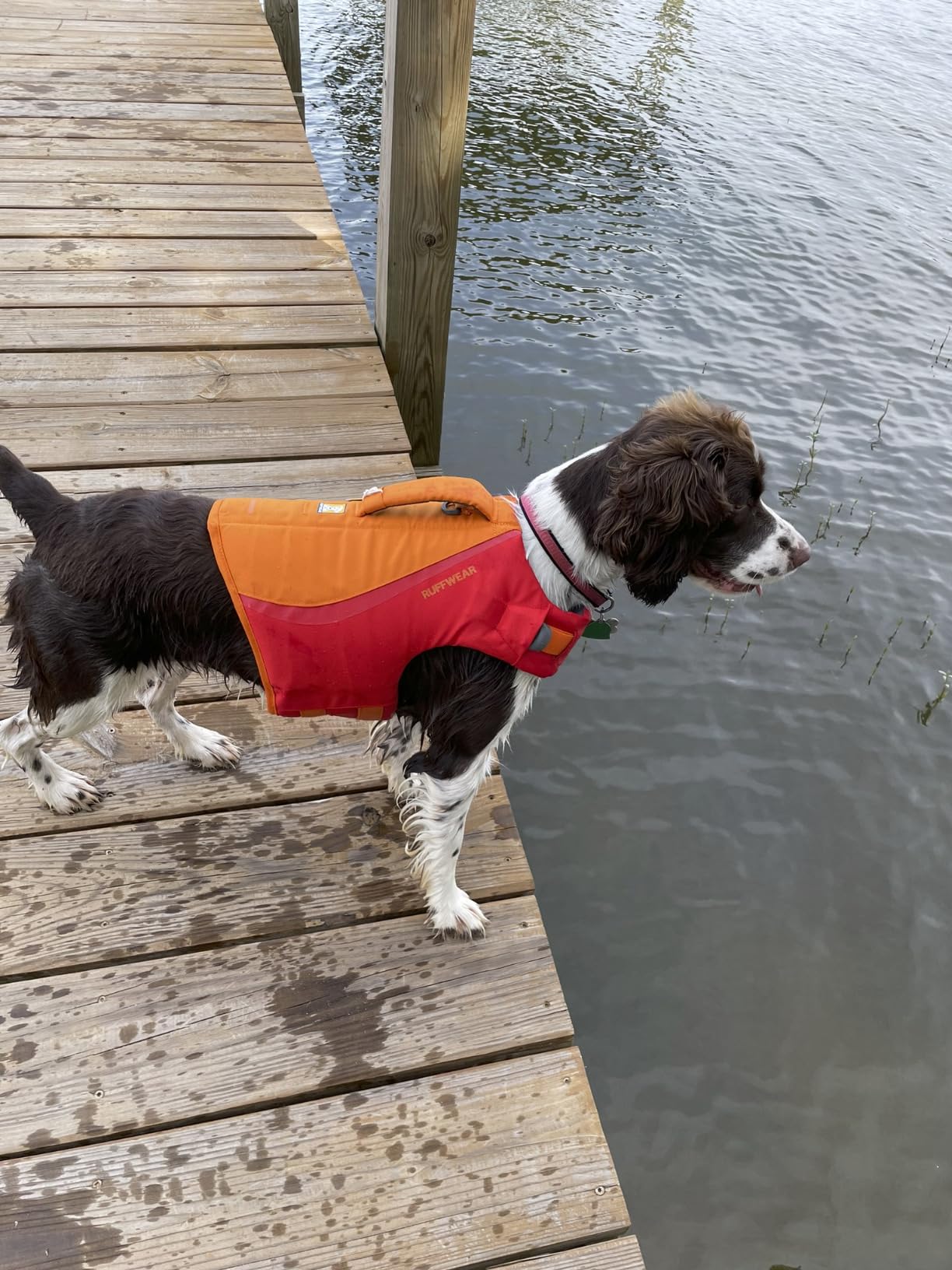 Ruffwear, Float Coat Dog Life Jacket, Swim Vest, Deep Blue, Large customer photo 2