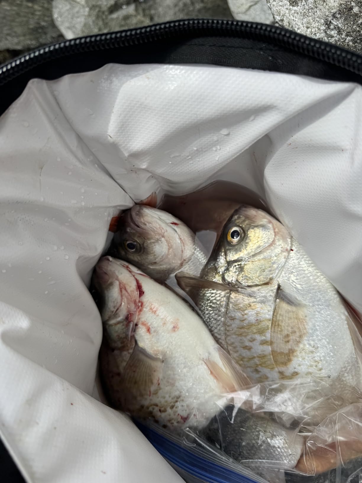Buffalo Gear Fish Cooler Backpack 32Qt Waterproof Fishing Backpack Cooler Portable Fish Bag, Keep Ice Cold More Than 24 Hours customer photo 2