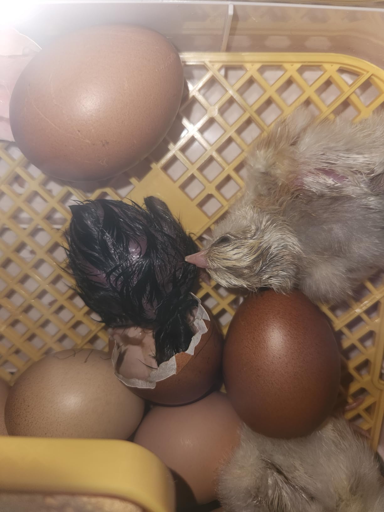 Sailnovo 56 Egg Incubator for Hatching Eggs with Automatic Egg Turning Gray customer photo 1