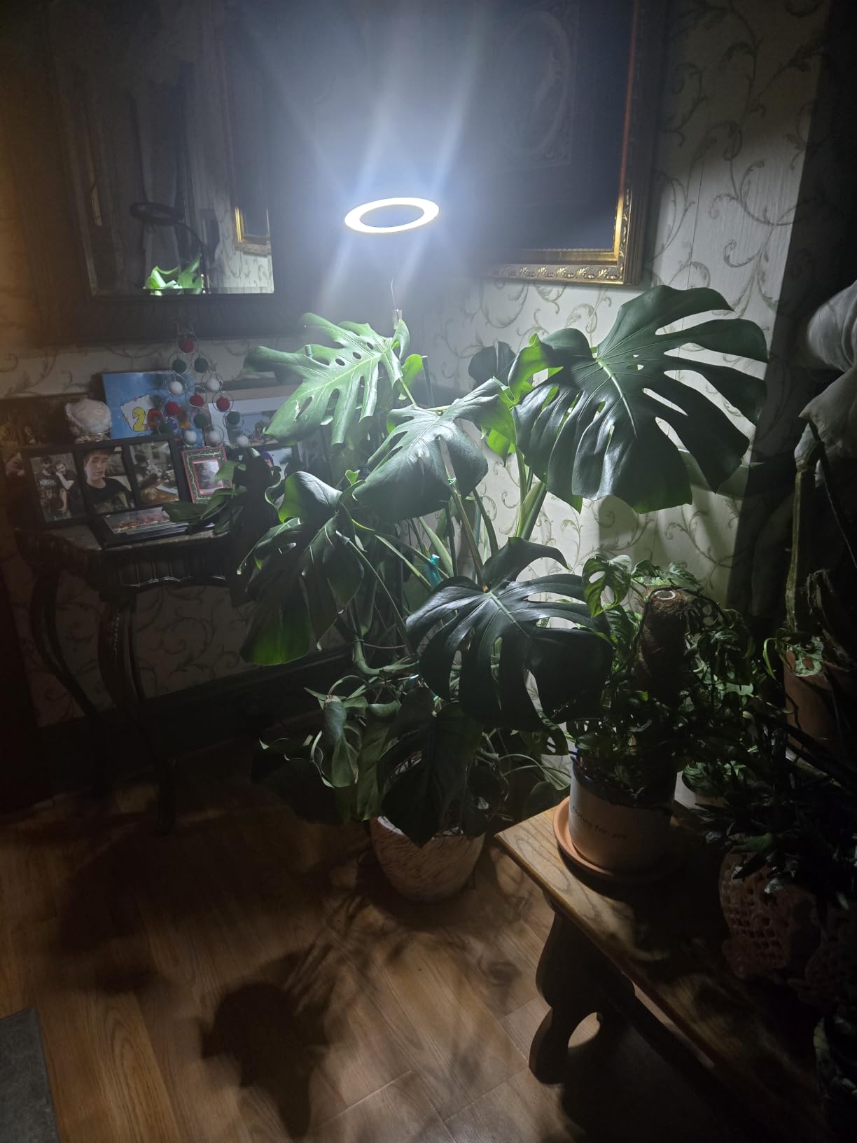 LBW Dual Head Grow Light with Stand for Indoor Plants, Full Spectrum Grow Light for Multiple Tall Plants, Adjustable Height up to 68