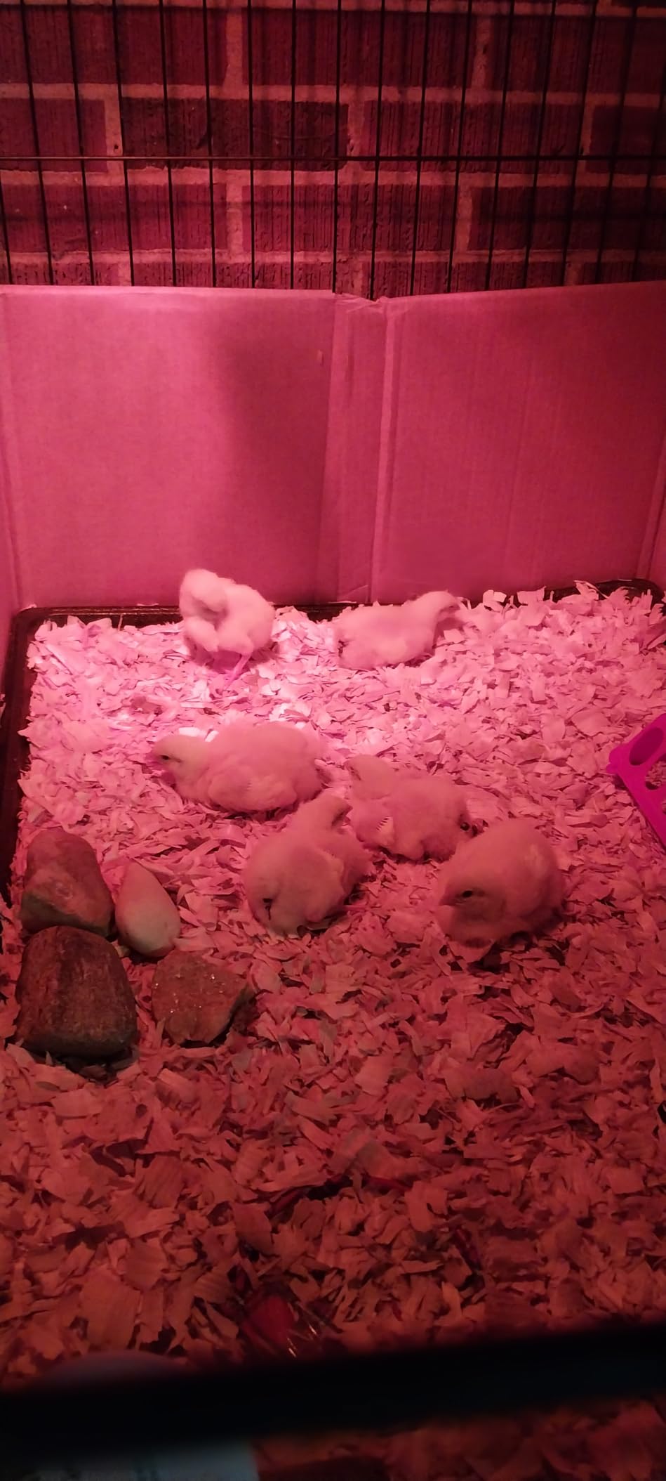 Incubator for Hatching Eggs - 12 Egg Capacity, 360° Viewing for Chicken customer photo 2