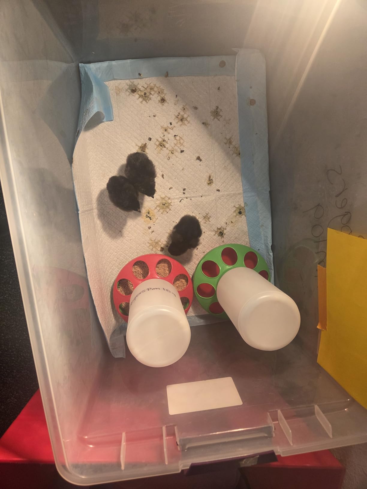 Egg Incubator for Hatching Eggs, 12 Egg Capacity, One-Touch Smart Hatching customer photo 1