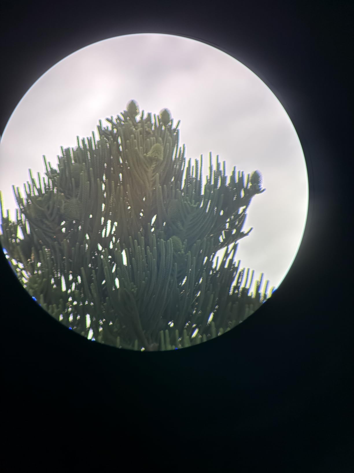 25-75x85 Spotting Scope with Heavy-Duty Tripod for Shooting FalconPro Elite customer photo 2